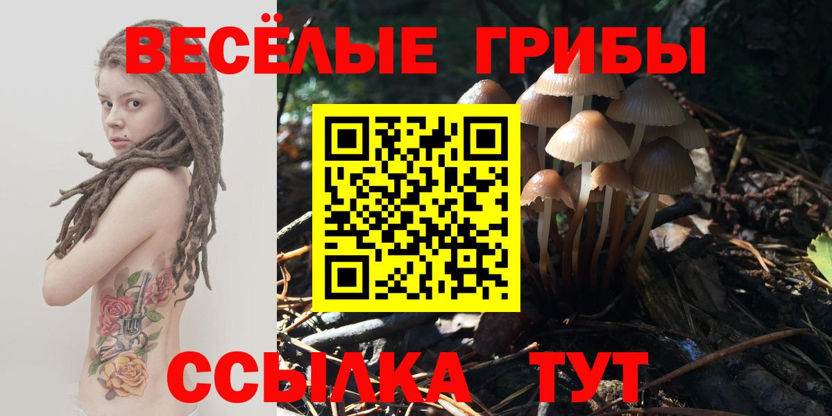 Галлюциногенные грибы Psilocybe Березники